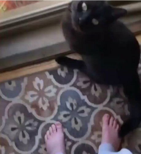 pumas nur fans schöne nette foto