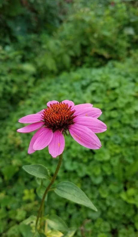 driftinggem hd nette galerie