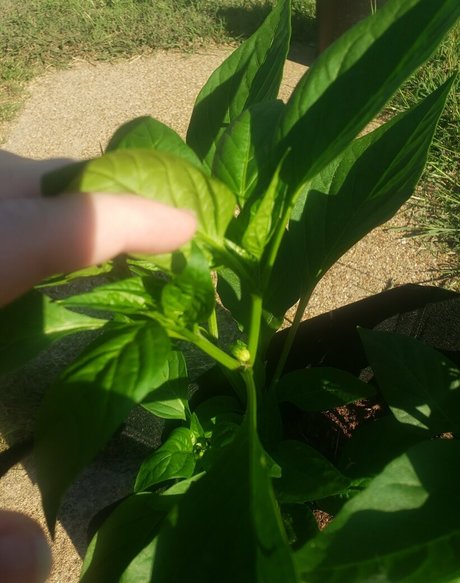 veronikaplants exklusive schöne fotos