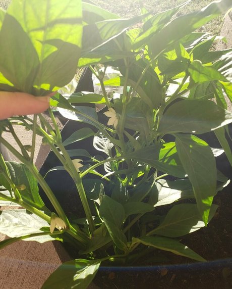 veronikaplants nacktheit porno archiv