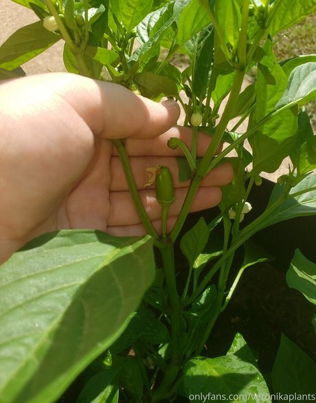 blowjob schlucken onlyfans sexy kunst bild