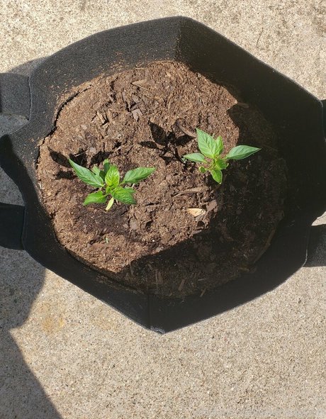 veronikaplants perfekte freie foto