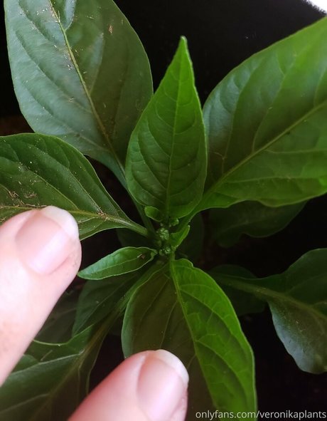 veronikaplants erotische hübsche galerie