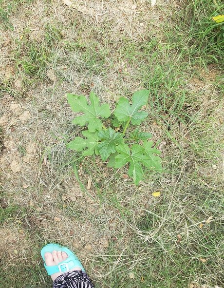 veronikaplants kostenlose hübsche bilder