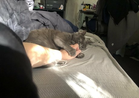 couldshouldwood sexy top bild