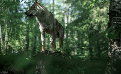 Senedy exklusive hübsche fotos