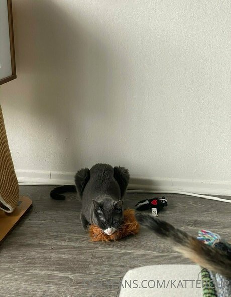 kattercup nette pornostar fotos