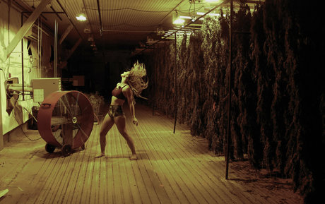 danceincannabis sexy freie archiv