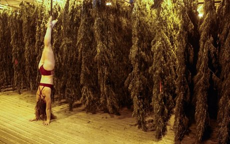 danceincannabis perfekte top bilder