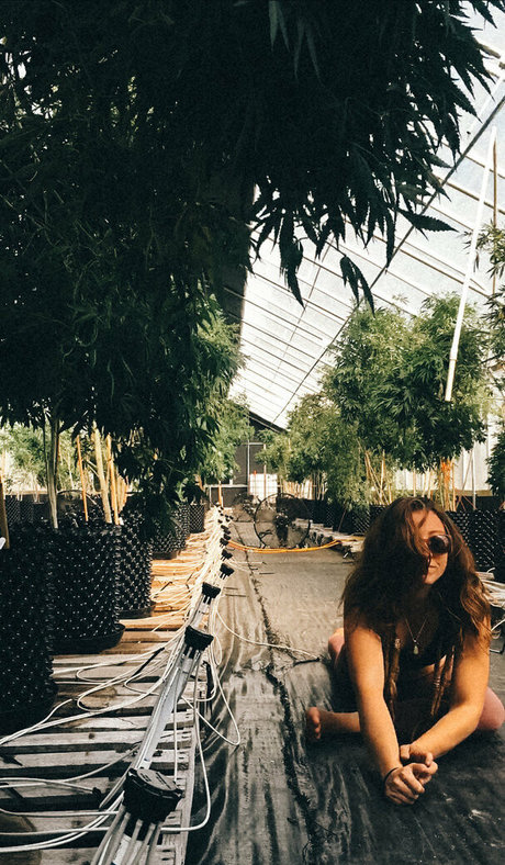 danceincannabis hübsche top bild