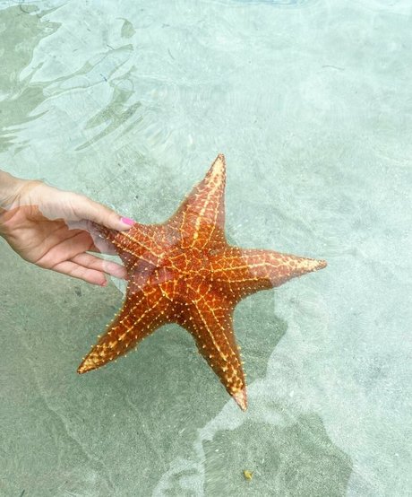 Dana Sartov pornographische foto