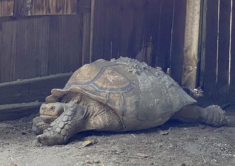 lesben küssen nur fans top kunst foto