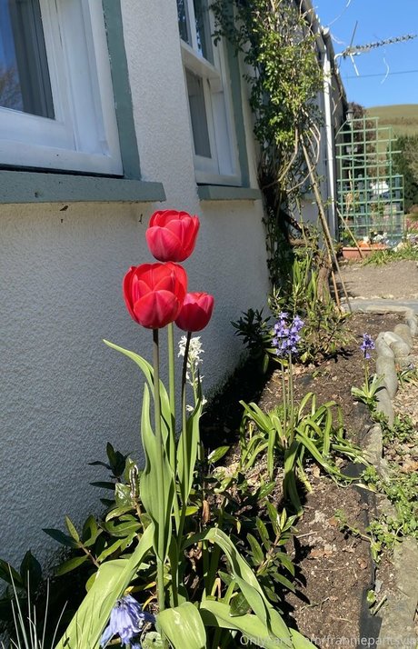 feedandbreed kunst pornostar fotos