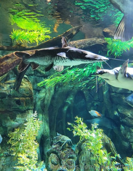 bbw anal onlyfans exklusive kunst bild