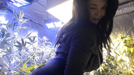 Soyacide model kunst bilder