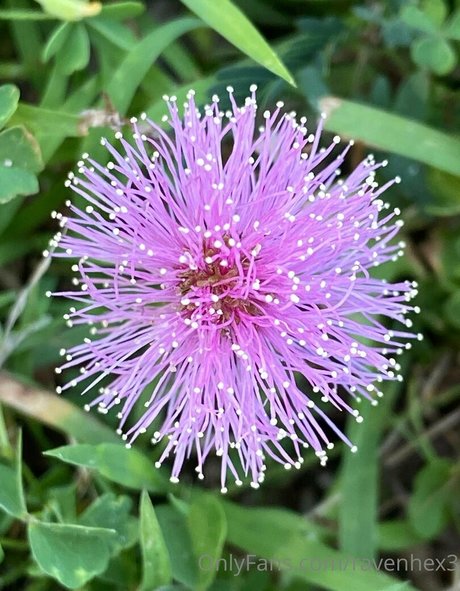 ravenhex3 kunst akt bilder