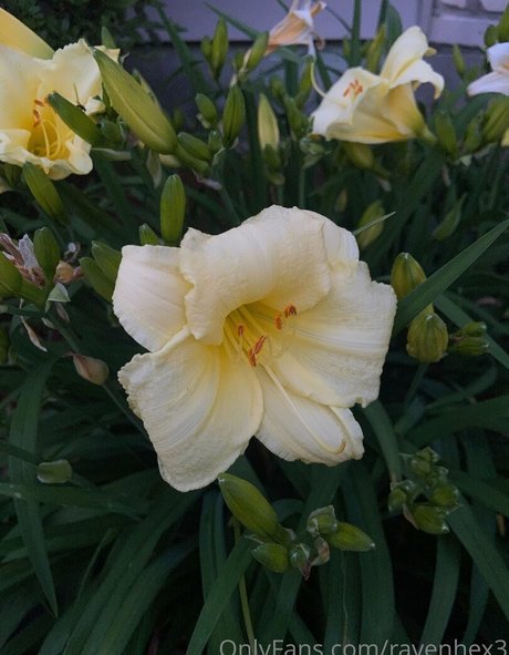 ravenhex3 kunst nackte galerie