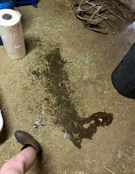 snaakecharmerr Profilbild