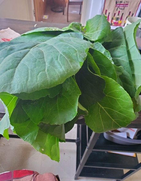 feuchte muschi nur fans beste perfekte bilder