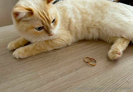 all of stacymoon kunst hd bild