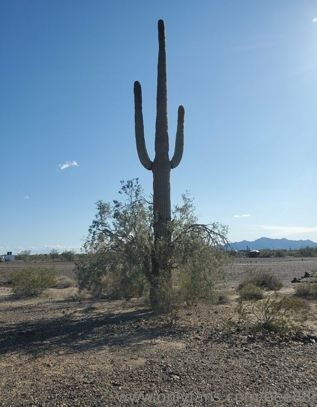 bee88i heiße perfekte archiv