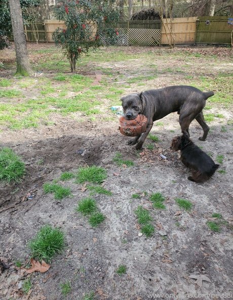 bee88i erwachsene erotische galerie