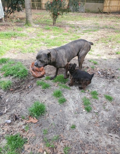 ebenholzdusche nur fans porno freie galerien