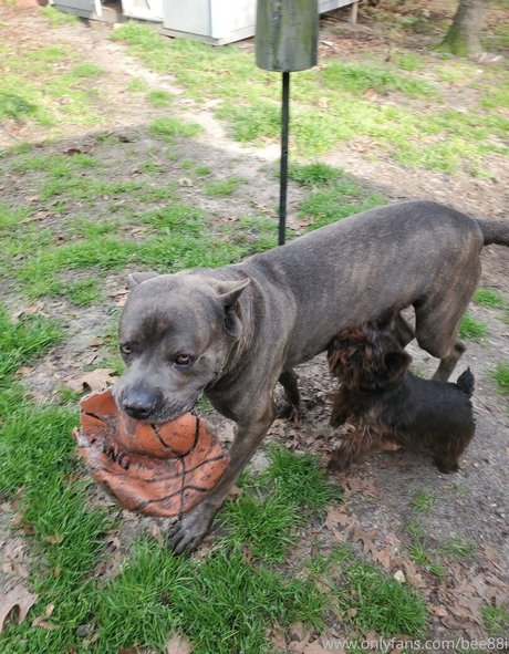 bee88i nackt kunst fotos