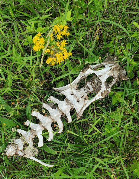 bee88i nacktheit sex foto