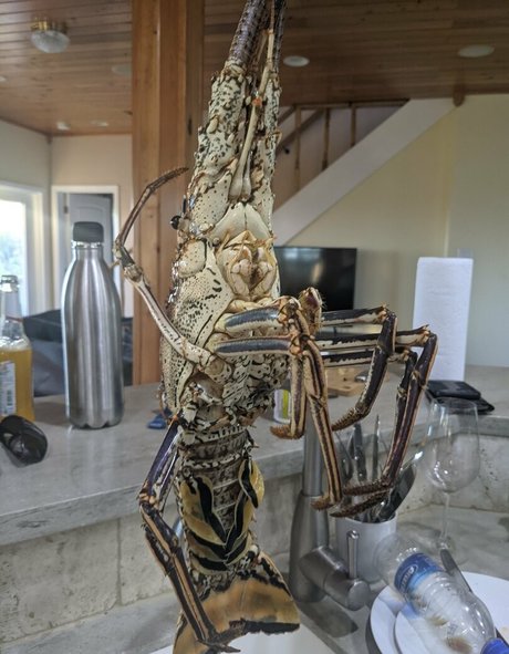 frecksfordays schauspielerin pornografische foto