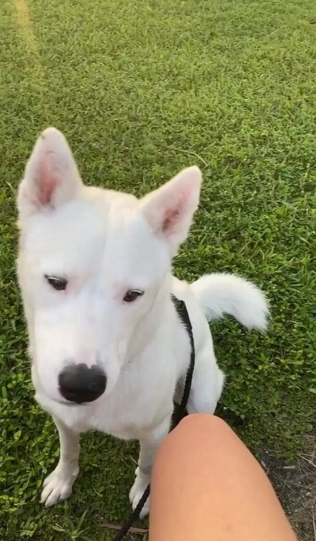 Lily Kawaii schauspielerin perfekte bild