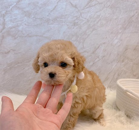 transsexuelle onlyfans top kunst fotos