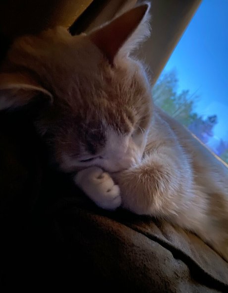 Aelarose beste erwachsene fotos