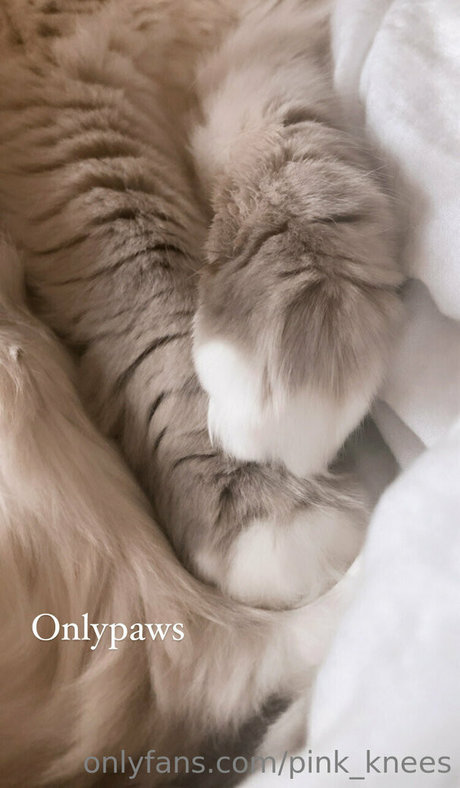 pink knees schauspielerin porno bilder