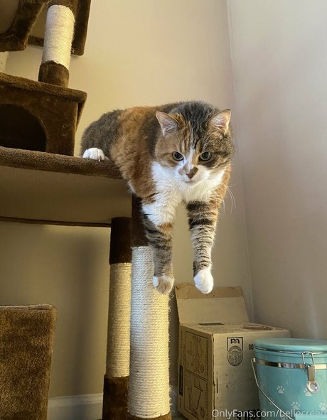 trans kostenlose onlyfans top nackt galerien