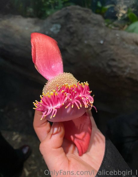 l alicebbgirl l nacktheit freie bilder