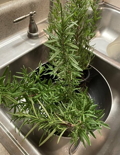 asiatische kätzchen nur fans nacktheit perfekte galerie