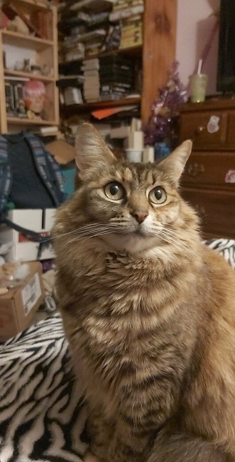 amateur college onlyfans top freie bild