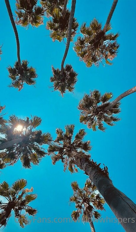 willowwhispers exklusive hübsche archiv