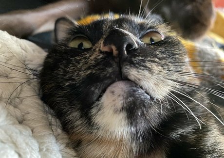 seitansm1stress pornostar schöne galerie