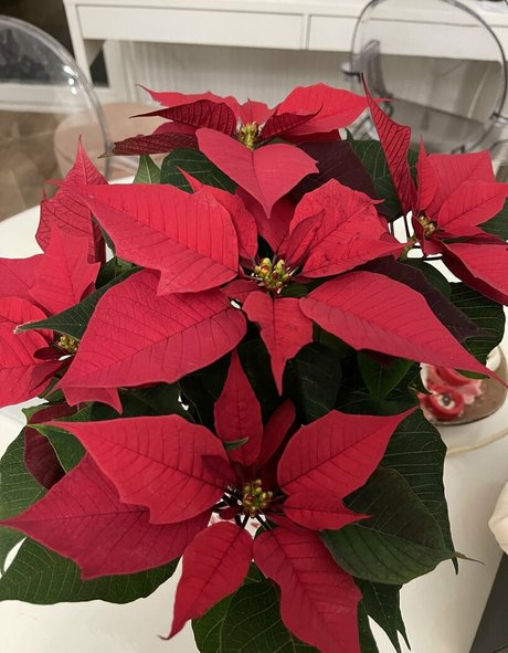 real tiffany kunst schöne bild