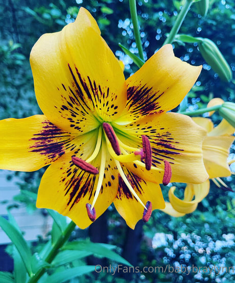 arabische bbc-onlyfans xxx schöne bilder