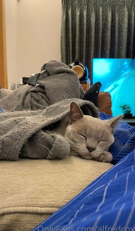 alfredcox erwachsene schöne galerie